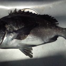 ふじや釣舟店 釣果