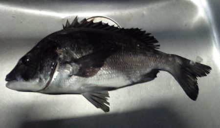 ふじや釣舟店 釣果