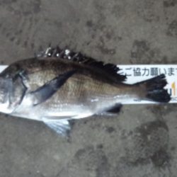 ふじや釣舟店 釣果