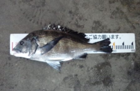 ふじや釣舟店 釣果