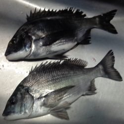 ふじや釣舟店 釣果