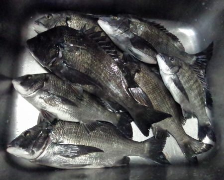 ふじや釣舟店 釣果