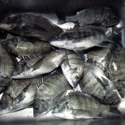 ふじや釣舟店 釣果