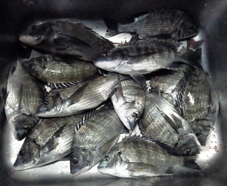 ふじや釣舟店 釣果