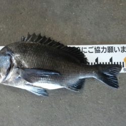 ふじや釣舟店 釣果
