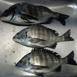 ふじや釣舟店 釣果