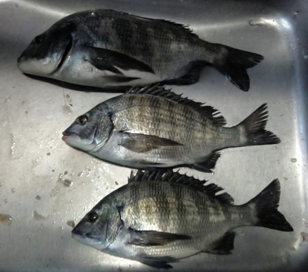 ふじや釣舟店 釣果