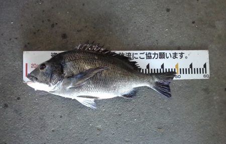 ふじや釣舟店 釣果