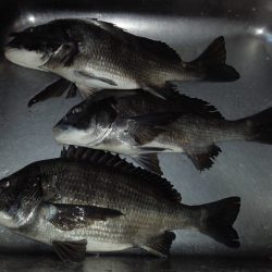 ふじや釣舟店 釣果