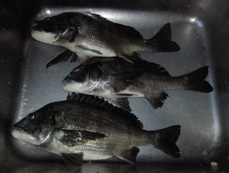 ふじや釣舟店 釣果