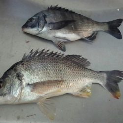 ふじや釣舟店 釣果