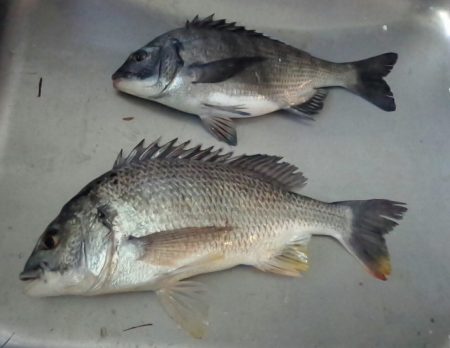 ふじや釣舟店 釣果