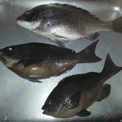 ふじや釣舟店 釣果