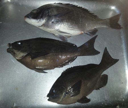 ふじや釣舟店 釣果