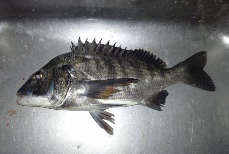 ふじや釣舟店 釣果