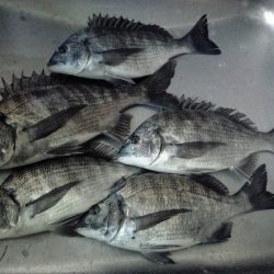 ふじや釣舟店 釣果