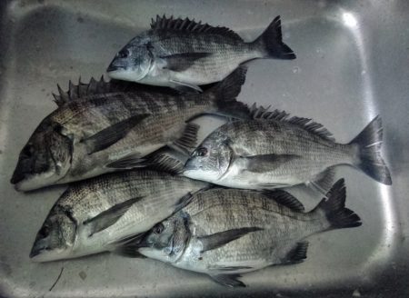 ふじや釣舟店 釣果