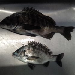 ふじや釣舟店 釣果