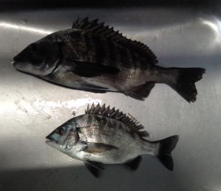 ふじや釣舟店 釣果