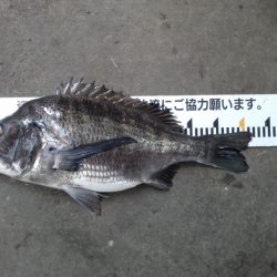 ふじや釣舟店 釣果