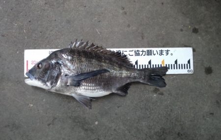 ふじや釣舟店 釣果