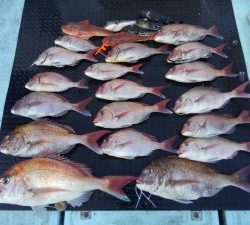 東京湾探釣隊ぼっち 釣果