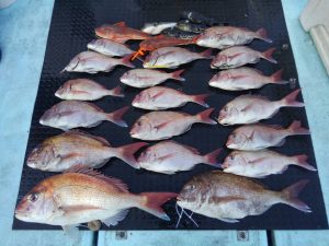 東京湾探釣隊ぼっち 釣果