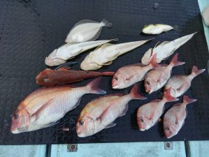東京湾探釣隊ぼっち 釣果