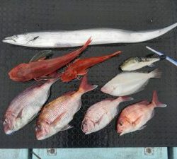 東京湾探釣隊ぼっち 釣果