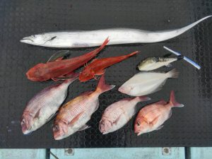 東京湾探釣隊ぼっち 釣果
