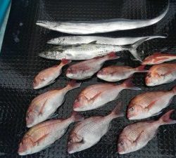東京湾探釣隊ぼっち 釣果