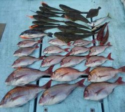 東京湾探釣隊ぼっち 釣果