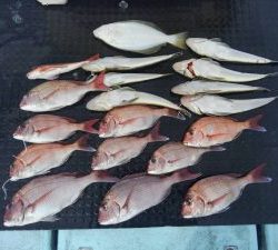 東京湾探釣隊ぼっち 釣果