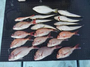 東京湾探釣隊ぼっち 釣果