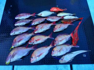 東京湾探釣隊ぼっち 釣果