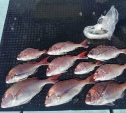 東京湾探釣隊ぼっち 釣果