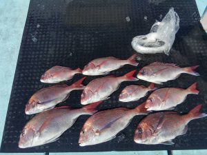 東京湾探釣隊ぼっち 釣果