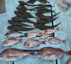 東京湾探釣隊ぼっち 釣果