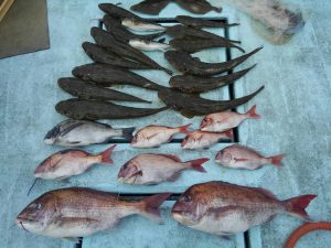 東京湾探釣隊ぼっち 釣果