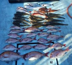 東京湾探釣隊ぼっち 釣果