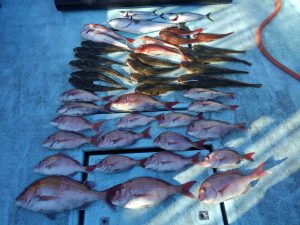 東京湾探釣隊ぼっち 釣果