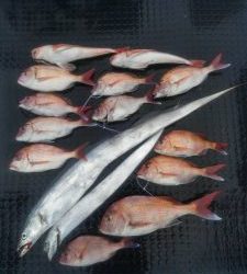 東京湾探釣隊ぼっち 釣果