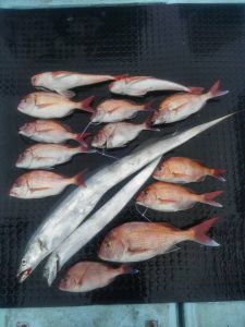 東京湾探釣隊ぼっち 釣果