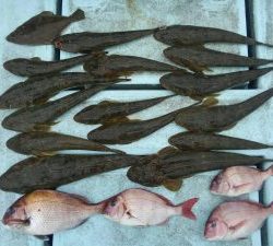 東京湾探釣隊ぼっち 釣果