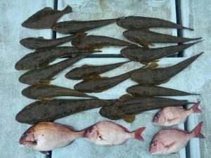 東京湾探釣隊ぼっち 釣果