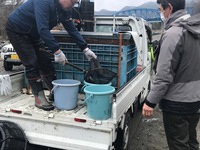 秩父フライフィールド 釣果