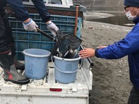 秩父フライフィールド 釣果