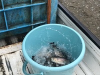 秩父フライフィールド 釣果