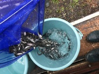 秩父フライフィールド 釣果