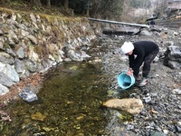 秩父フライフィールド 釣果